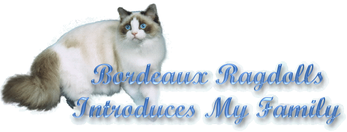 Bordeaux Ragdoll Cats and Kittens