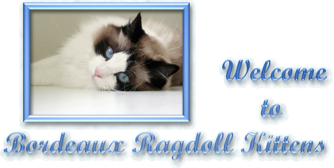Bordeaux Ragdoll Cats and Kittens
