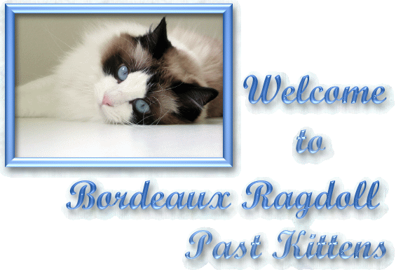 Texas Ragdoll Kittens – Ragdoll Kittens for Sale Justin Texas